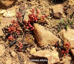 Lannea edulis edulis