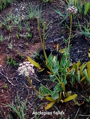 Asclepias fallax