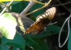 Battus polydamas polydamas