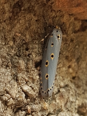 Ethmia circumdatella