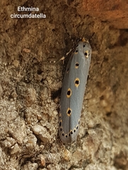 Ethmia circumdatella