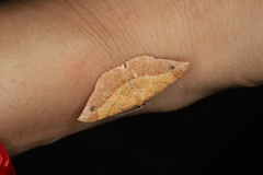 Pseudonadagara semicolor