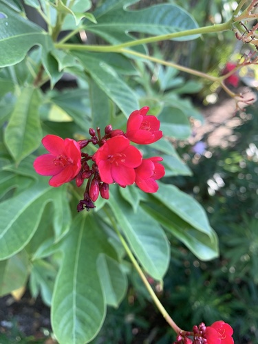 Jatropha integerrima image