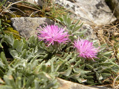 Jurinea humilis