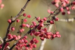 Euonymus hamiltonianus sieboldianus