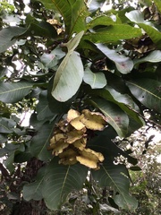Terminalia elliptica