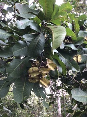 Terminalia elliptica