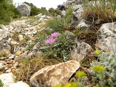 Jurinea humilis