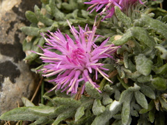 Jurinea humilis