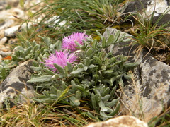 Jurinea humilis
