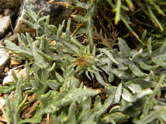 Jurinea humilis