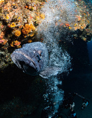 Epinephelus lanceolatus