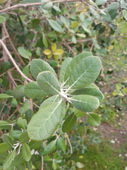 Feijoa sellowiana