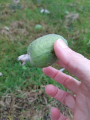Feijoa sellowiana