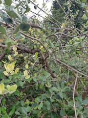 Feijoa sellowiana