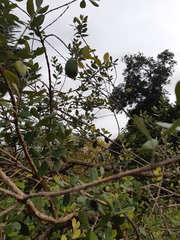 Feijoa sellowiana