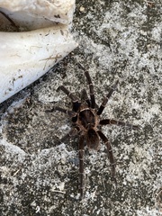 Cyrtopholis portoricae