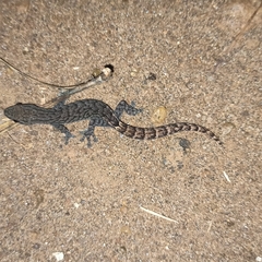 Hemiphyllodactylus