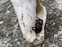 Cyrtopholis portoricae