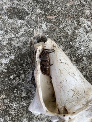 Cyrtopholis portoricae