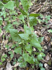 Pseudogynoxys chenopodioides