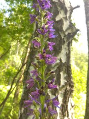 Delphinium retropilosum