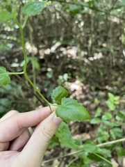 Pseudogynoxys chenopodioides