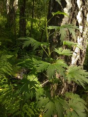 Delphinium retropilosum