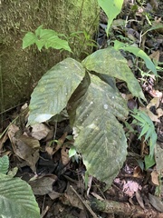 Mickelia pergamentacea