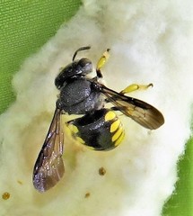 Micranthidium