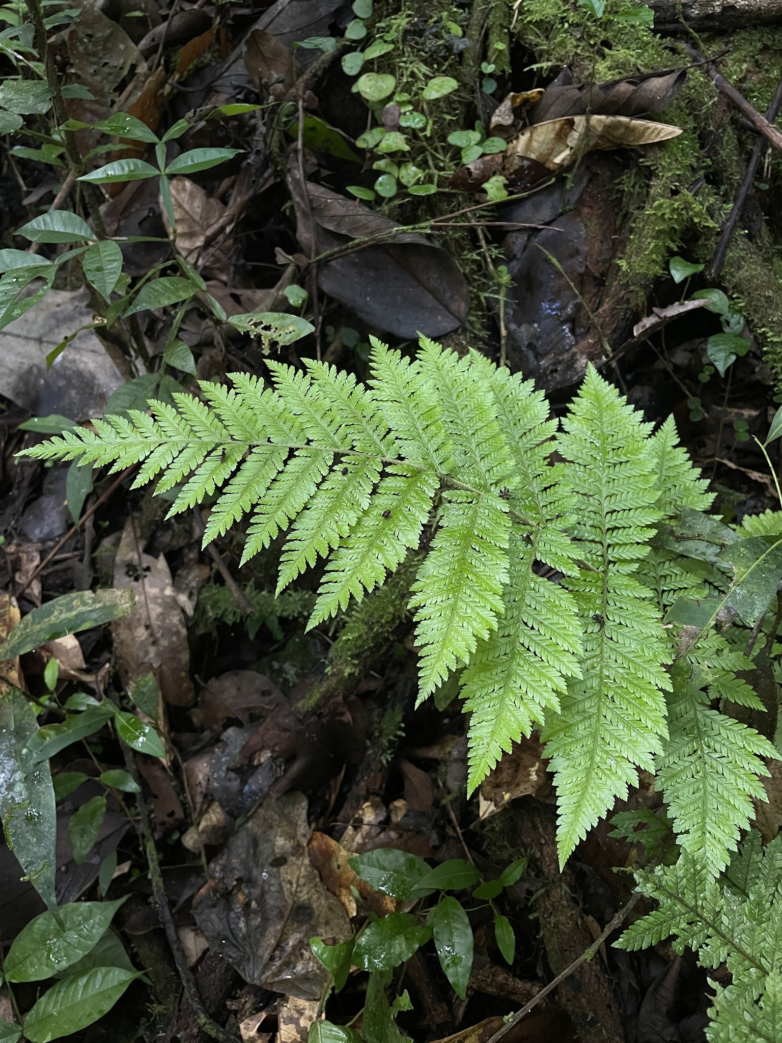 Ctenitis nemorosa