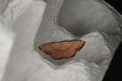 Pylargosceles steganioides