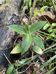 Microchilus