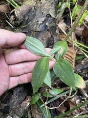 Microchilus
