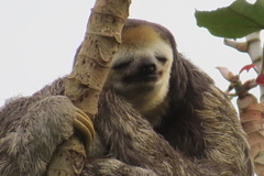 Bradypus tridactylus