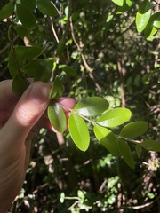 Mouriri helleri