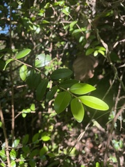 Mouriri helleri