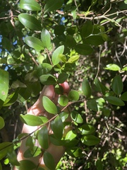 Mouriri helleri