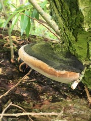 Phellinus igniarius trivialis