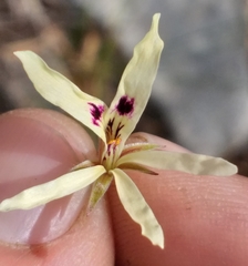 Pelargonium fergusoniae