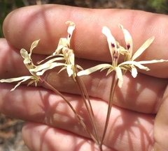 Pelargonium fergusoniae