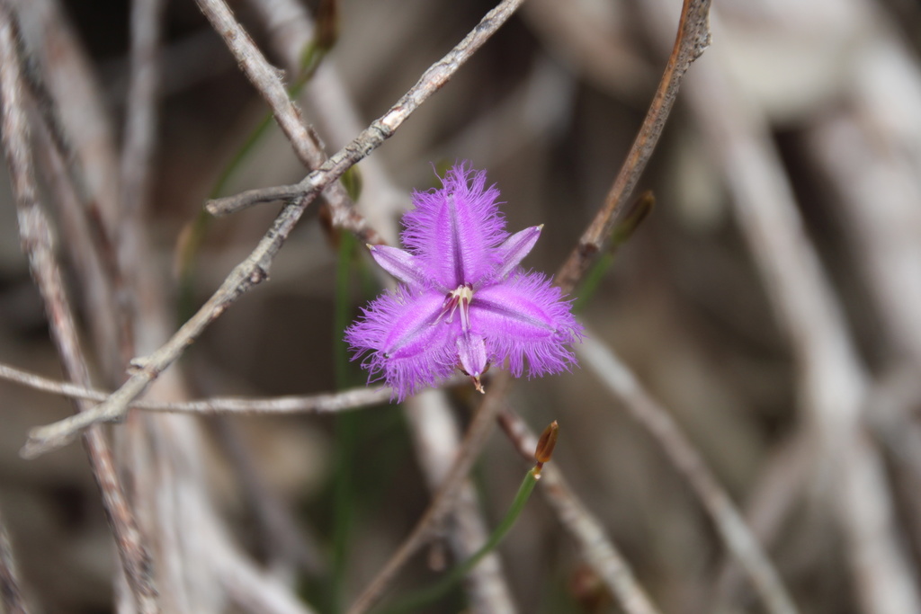 Thysanotus wangariensis