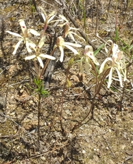 Pelargonium fergusoniae