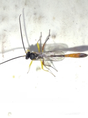 Ichneumonidae