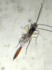 Ichneumonidae