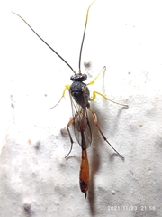 Ichneumonidae