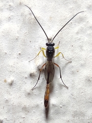 Ichneumonidae