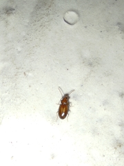 Coleoptera