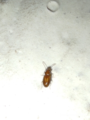 Coleoptera