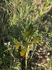 Orthochilus litoralis